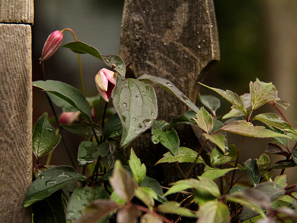 8Clematis2