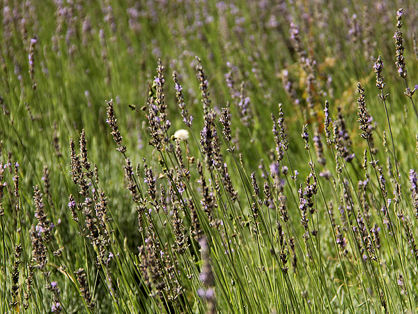 Lavender5