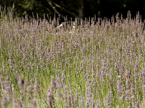 Lavender6