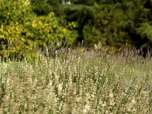 Lavender9