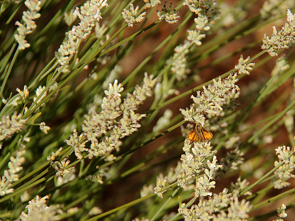 Lavender11