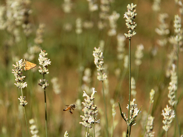 Lavender12