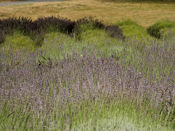 Lavender15