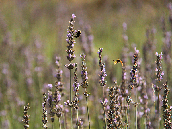 Lavender16