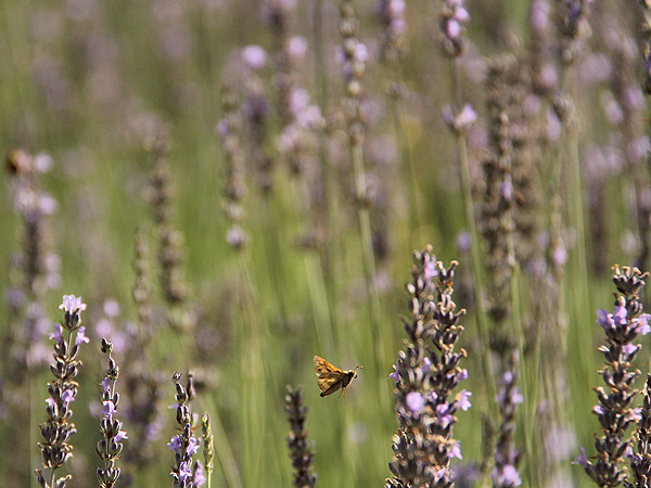 Lavender17