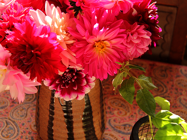 Dahlias1