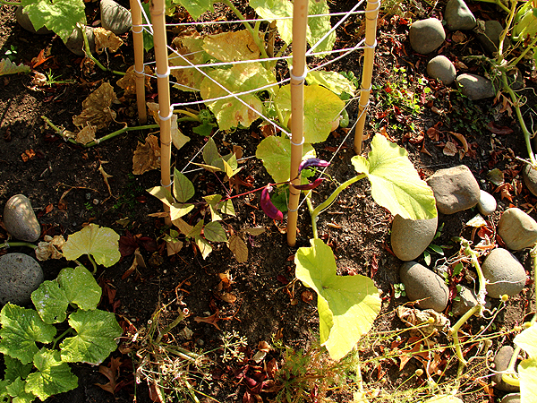 Garden1