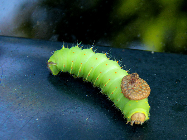 Caterpillar1