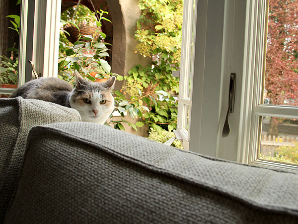 Kitters1