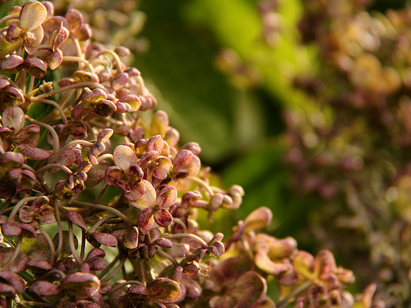 Hydrangea2