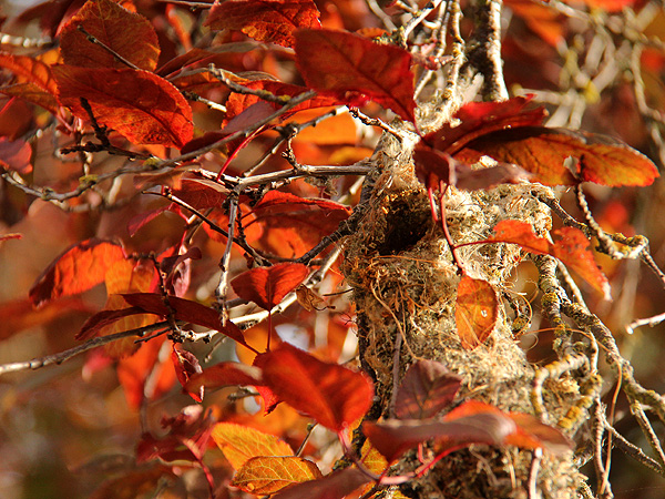 Nest1