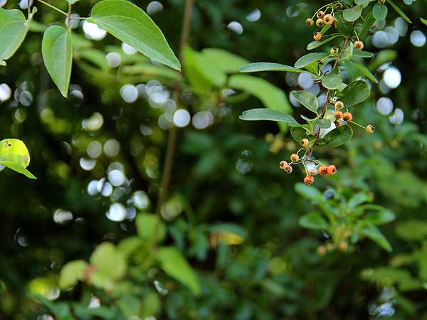 Trees1