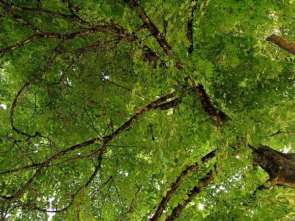 Trees2