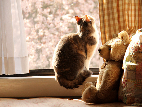 22DearKitters2
