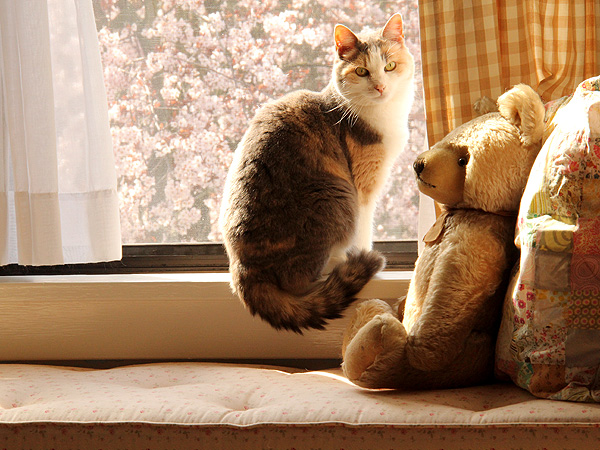 22DearKitters3