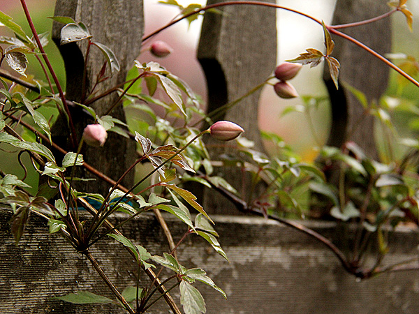 8Clematis1