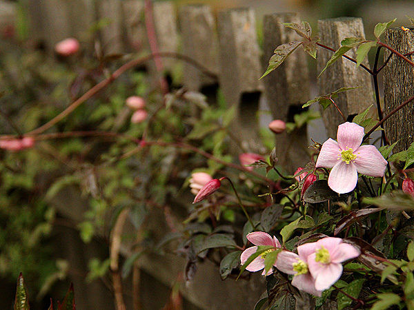 8Clematis3