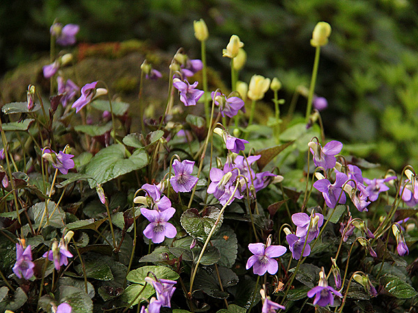 8Violets1