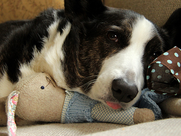 16SleepyPuppy1