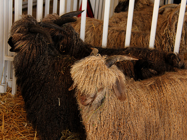 SheepShow3