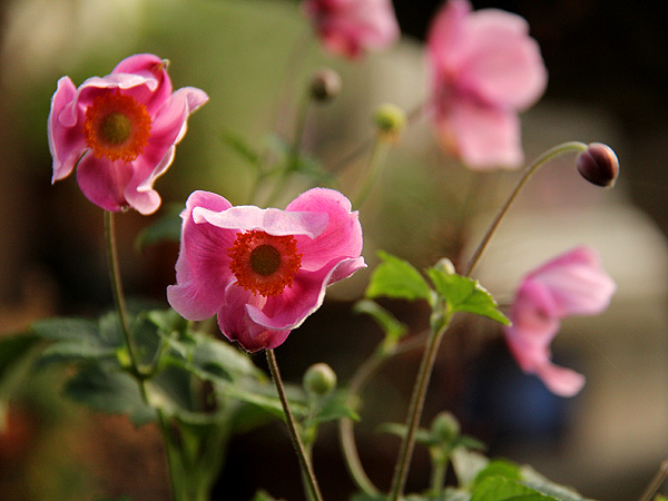 Anemone1