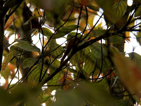 Trees3