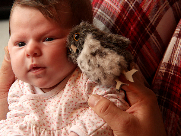 13LittleOwl1