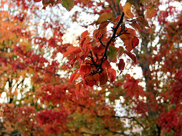 Leaves