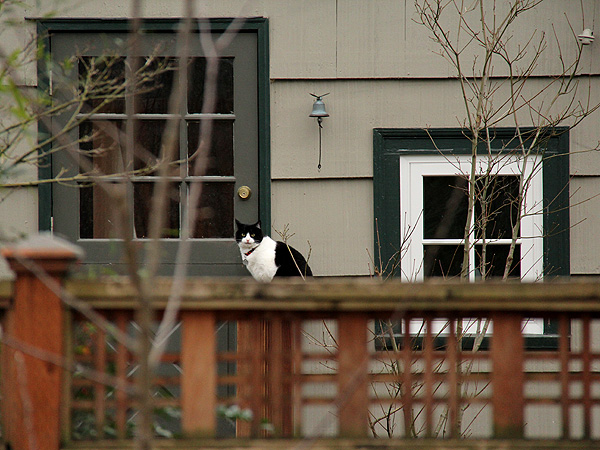 29kitteh1