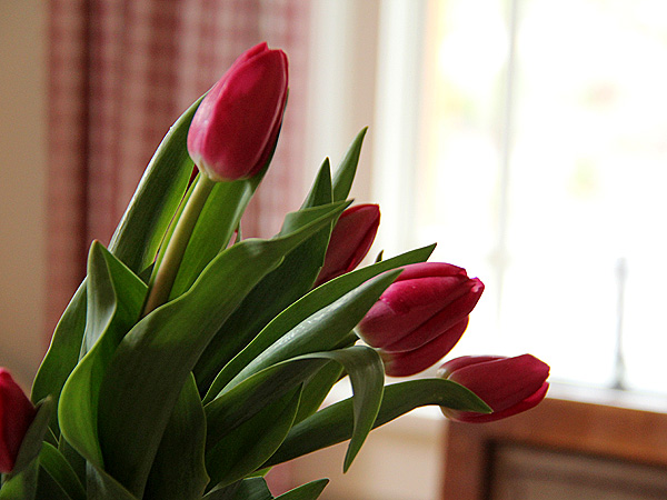 22Tulips2