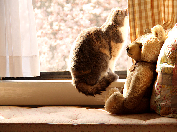 22DearKitters1