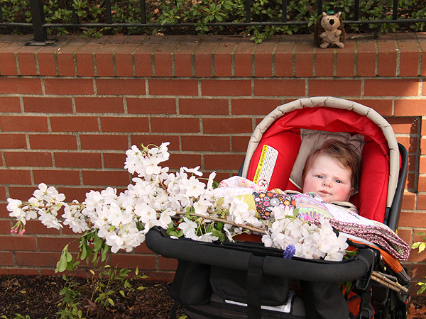 28CherryBlossoms1