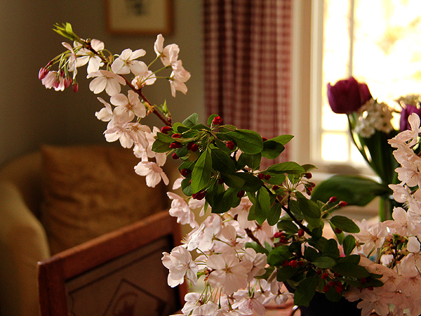 28CherryBlossoms4