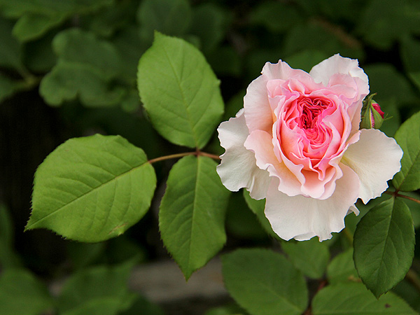 12Rose1