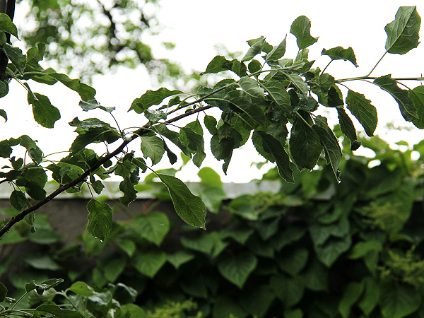 12Rainy3