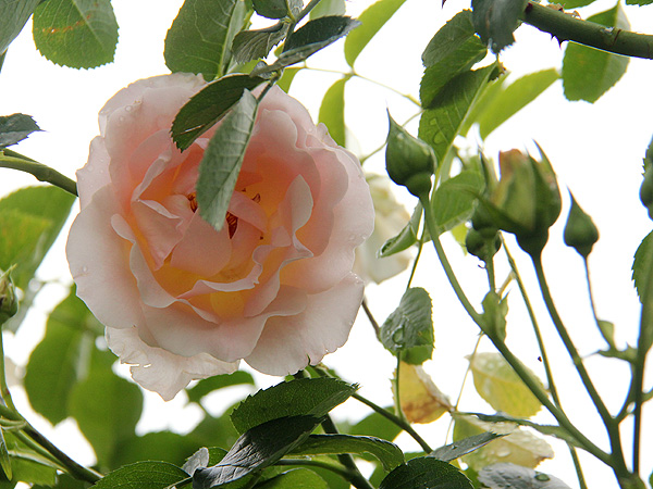 16Rose1