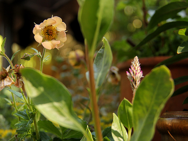 20Flower1