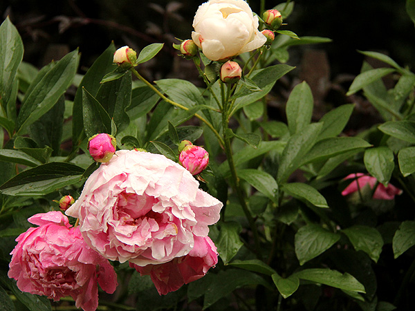 23Peonies1