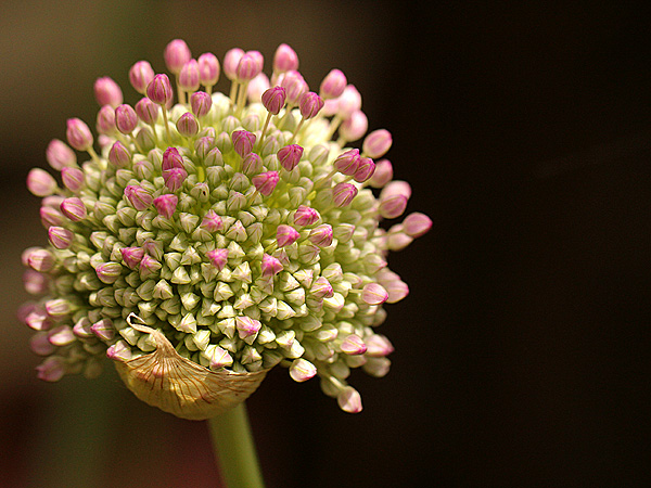 26Allium1