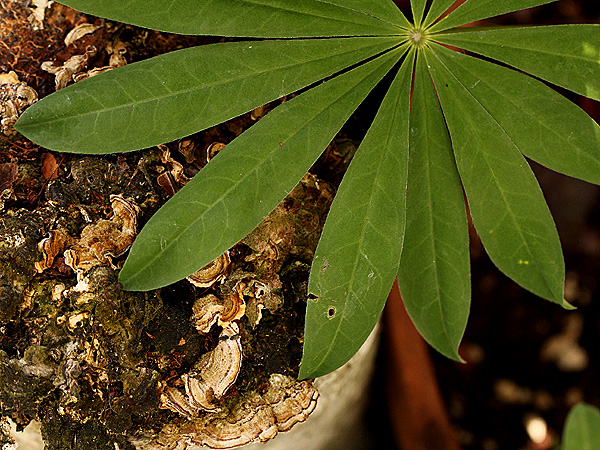 26LupineLeaf1