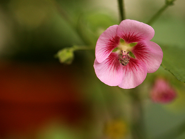 26Mallow1