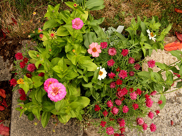 7Annuals1
