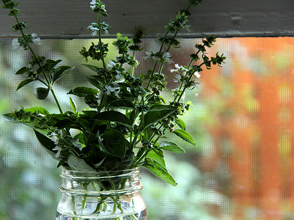 11BasilBouquet1