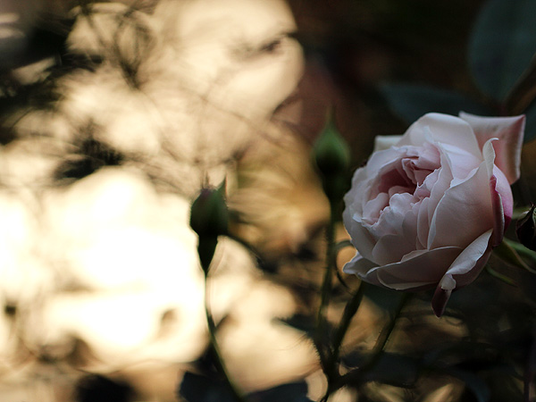 2MorningRose1 2MorningRose1