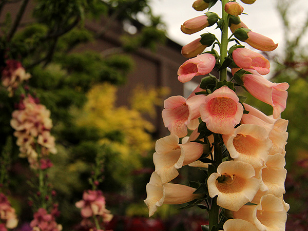 18Foxglove1