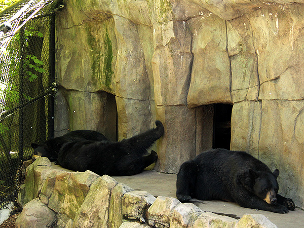 15Zoo3