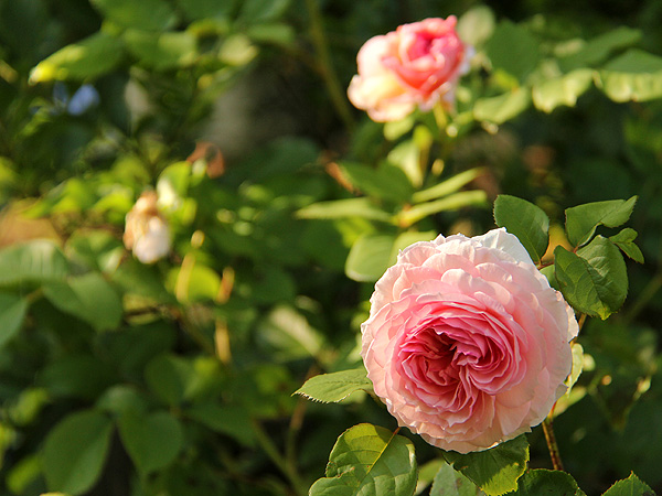 19Rose1