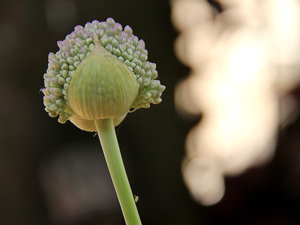 20-Allium1