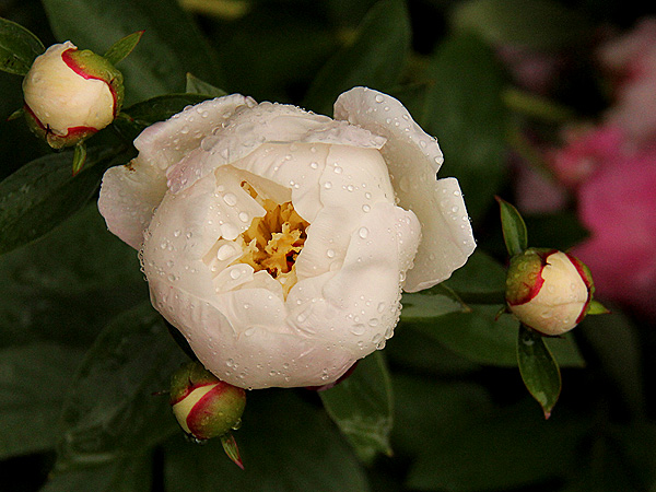 23Peonies2