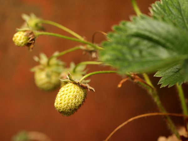 26Strawberry1